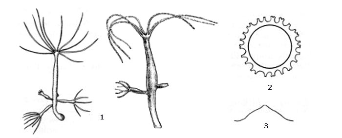 Kra34cc